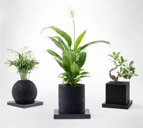 怎么除甲醛靠得牢？竹炭、植物成***“騙局”