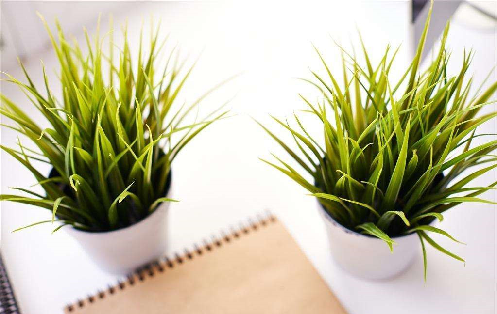 植物能治理甲醛嗎？科學(xué)使用植物很重要