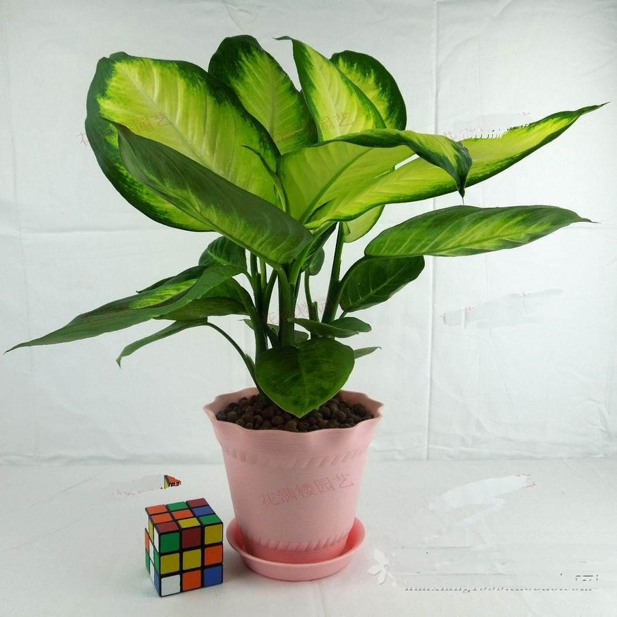 哪些植物可以除甲醛，本事***呢？