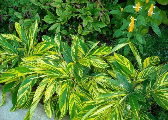 新房除甲醛，您一定不會(huì)失手！