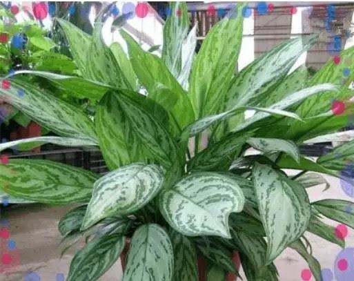 什么植物可以凈化空氣？