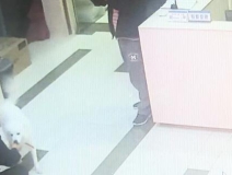 有問題找警察，薩摩耶派出所報(bào)案，不注意這件事，對狗狗致命，警察蜀黍卻幫不上忙！