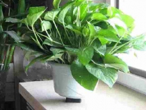 4個(gè)信號說明家里要除甲醛了，你發(fā)現(xiàn)了嗎