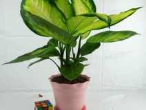 哪些植物可以除甲醛，本事最大呢？