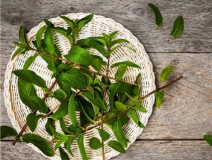 植物可以去甲醛嗎？甲醛治理原理是什么