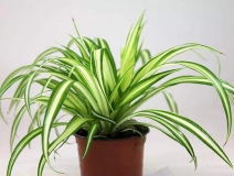 去除甲醛的綠植有哪些?你家里有嗎？
